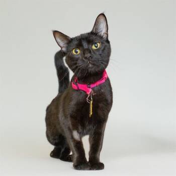 Rescue Domestic Short Hair Cats for Adoption in St. Louis, Missouri - COBWEB | PetCurious