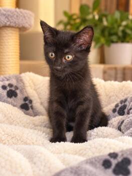 Winston -  Domestic Short Hair Cat for Adoption in Atglen, Pennsylvania - Winston | PetCurious