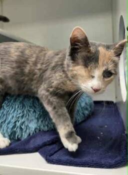 Rescue Domestic Short Hair Cats for Adoption in Atlanta, Georgia - Toph | PetCurious