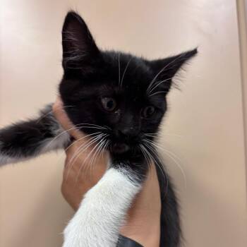 Lacey -  Domestic Short Hair Cat Available for Adoption in Goleta, California - Lacey | PetCurious