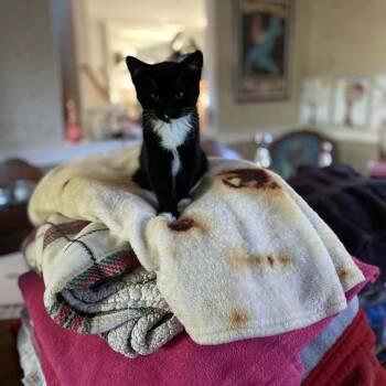 Ella -  Tuxedo and Domestic Short Hair Cat for Adoption in Gladstone, Oregon - Ella | PetCurious