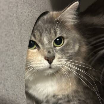 Rescue Domestic Medium Hair Cats for Adoption in San Antonio, Texas - Magenta | PetCurious