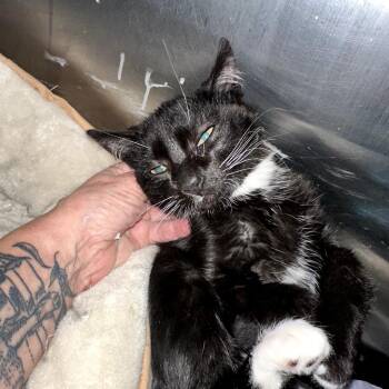 TOMASINA -  Domestic Short Hair Cat for Adoption - TOMASINA | PetCurious