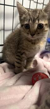 Riley -  Domestic Short Hair Cat for Adoption in Taylorsville, Kentucky - Riley | PetCurious