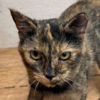 Pixel -  Domestic Short Hair Cat for Adoption in Grand Rapids, Minnesota - Pixel | PetCurious