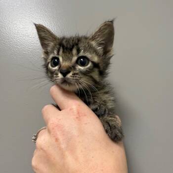 Aspen -  Domestic Short Hair Cat for Adoption in Sand Springs, Oklahoma - Aspen | PetCurious
