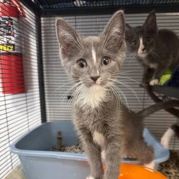 Phantom -  Domestic Short Hair Cat for Adoption in Hampton Bays, New York - Phantom | PetCurious