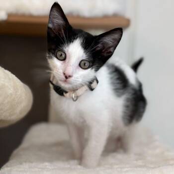 White Rabbit -  Domestic Short Hair Cat for Adoption in Riverside, California - White Rabbit | PetCurious