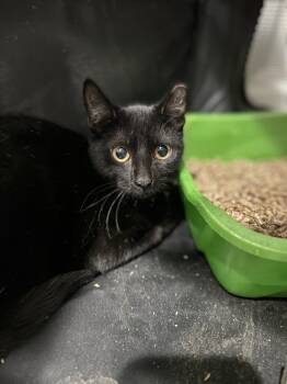 Rescue Domestic Short Hair Cats for Adoption in Lake Grove, New York - Magic | PetCurious