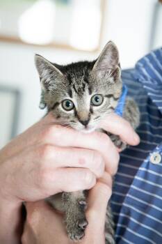 Benito -  Domestic Short Hair Cat for Adoption in Franklin, Tennessee - Benito | PetCurious