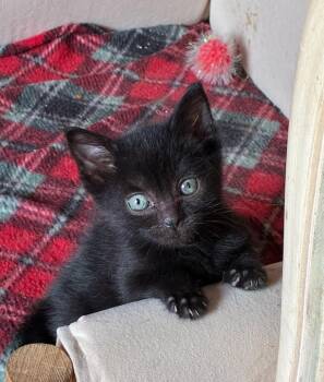 Cassion -  Domestic Short Hair Cat for Adoption in Bayonne, New Jersey - Cassion | PetCurious