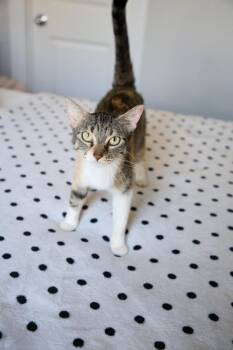 Aspen -  Calico Cat for Adoption in Fort Worth, Texas - Aspen | PetCurious