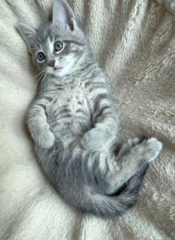 American Shorthair Cats Available for Adoption in Lemoyne, Pennsylvania - Cooper (big Boy Of The Litter Who Loves His Food And Fun) | PetCurious