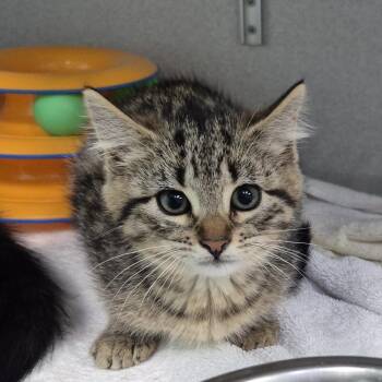 Liter -  Domestic Short Hair Cat for Adoption in Newark, New Jersey - Liter | PetCurious