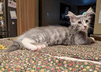 River (foster-raised w/dogs) -  Domestic Medium Hair Cat for Adoption in Lacon, Illinois - River (foster-raised W/dogs) | PetCurious