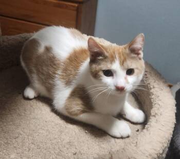 Rescue Domestic Short Hair Cats for Adoption in Farmington, Minnesota - Wally | PetCurious