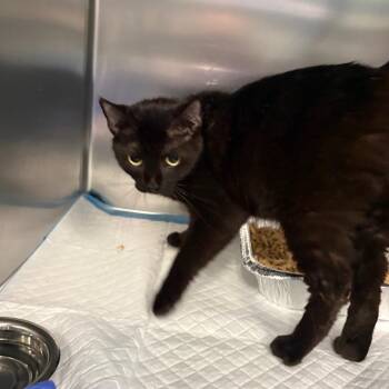 Haskell -  Domestic Short Hair Cat for Adoption in Greensboro, North Carolina - Haskell | PetCurious