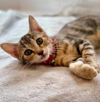 Fudgesicle -  Tabby Cat for Adoption in Knoxville, Tennessee - Fudgesicle | PetCurious