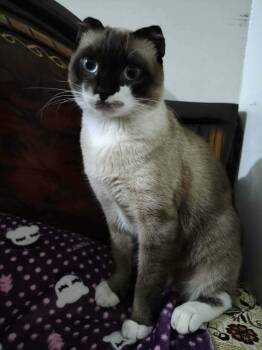 Scottish Fold and Ragdoll Cats Available for Adoption in Allentown, New Jersey - Omda | PetCurious