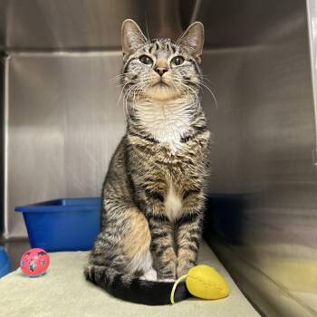 Domestic Short Hair Cats Available for Adoption in La Grange Park, Illinois - Mia | PetCurious