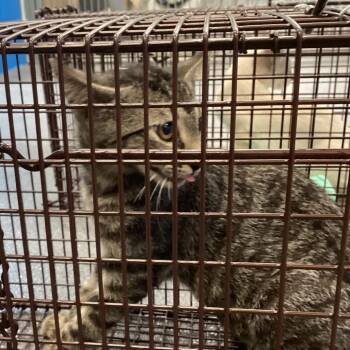 Cristol -  Domestic Short Hair Cat for Adoption in Montgomery, Alabama - Cristol | PetCurious