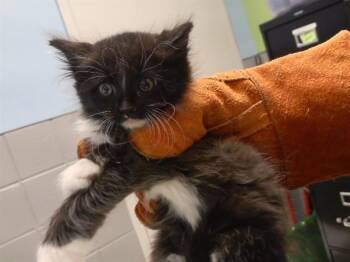 PATOOTIE -  Domestic Medium Hair and Domestic Short Hair Cat for Adoption in Omaha, Nebraska - PATOOTIE | PetCurious