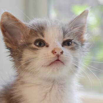 Joey -  Domestic Short Hair Cat for Adoption in Bulverde, Texas - Joey | PetCurious