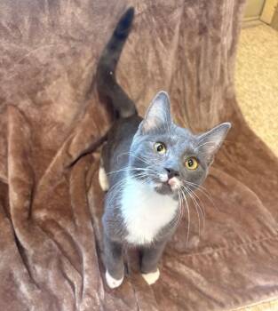 Oskaria -  Domestic Short Hair Cat for Adoption in Warren, Pennsylvania - Oskaria | PetCurious