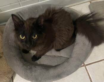 Maine Coon Cats Available for Adoption in Troy, New York - Bradon | PetCurious