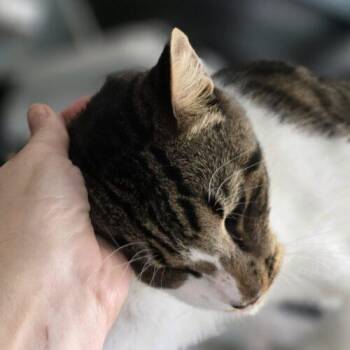 Edmund -  Domestic Short Hair Cat for Adoption in Tampa, Florida - Edmund | PetCurious