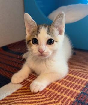 BEEF BURRITO -  Domestic Short Hair Cat for Adoption in Leesburg, Virginia - BEEF BURRITO | PetCurious