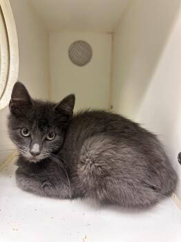 Grey Joy -  Domestic Short Hair Cat for Adoption in Johnson City, Tennessee - Grey Joy | PetCurious