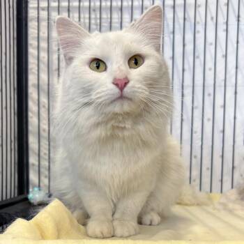 Domestic Medium Hair Cats Available for Adoption in St. Louis, Missouri - Isabeau Levito | PetCurious