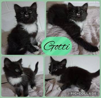 Gotti -  Domestic Medium Hair and Domestic Short Hair Cat for Adoption in Wilkesboro, North Carolina - Gotti | PetCurious