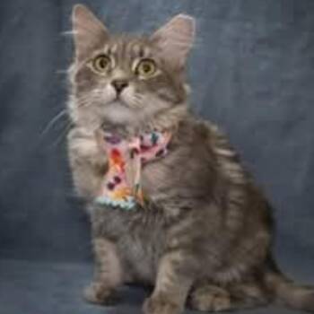 Goblin -  Domestic Long Hair Cat for Adoption in Scottsdale, Arizona - Goblin | PetCurious