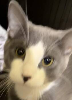 Domestic Short Hair Cats Available for Adoption - FRANK SINATRA | PetCurious