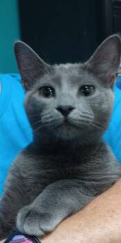 Rescue Domestic Short Hair Cats for Adoption in Duluth, Georgia - Billeah | PetCurious