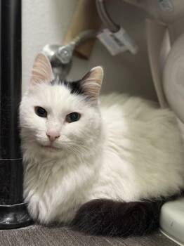 Domestic Long Hair Cats Available for Adoption - Blondie  | PetCurious