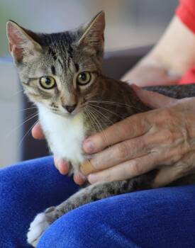 Zeb -  Domestic Short Hair Cat for Adoption in North Fort Myers, Florida - Zeb | PetCurious