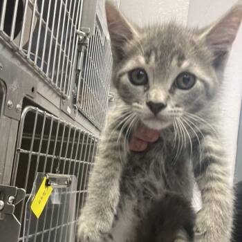 Domestic Short Hair Cats Available for Adoption in Port Charlotte, Florida - Ariel | PetCurious