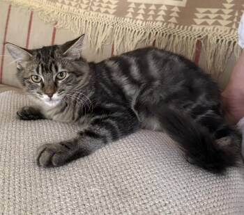 Rocky the Main MC -  Domestic Medium Hair Cat for Adoption in Frisco, Texas - Rocky The Main MC | PetCurious