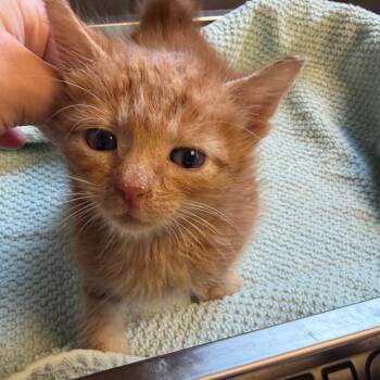 TUSC-Stray-84609_2_3 -  Domestic Short Hair Cat for Adoption in Tuscaloosa, Alabama - TUSC-Stray-84609_2_3 | PetCurious