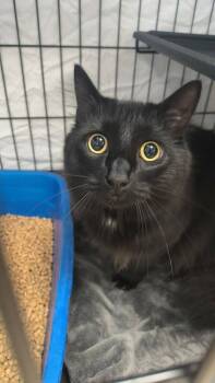 Noche / Carla -  Domestic Long Hair Cat for Adoption in Maryville, Tennessee - Noche / Carla | PetCurious