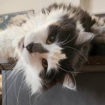 Domestic Long Hair Cats Available for Adoption in Las Vegas, Nevada - Jaspurr | PetCurious