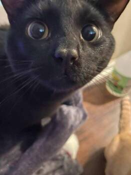 Niles -  Domestic Short Hair Cat for Adoption in Ferndale, Michigan - Niles | PetCurious