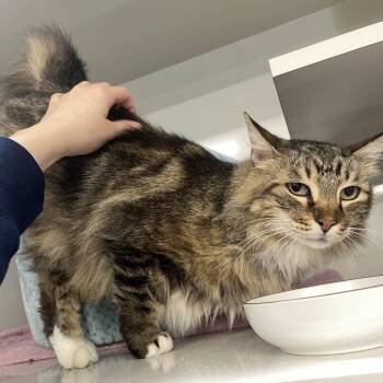 Rescue Domestic Long Hair Cats for Adoption in Antioch, California - Chili | PetCurious