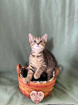 American Shorthair Cats Available for Adoption in Barboursville, West Virginia - Thor | PetCurious