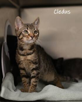 Cledus -  Domestic Short Hair Cat for Adoption in Watkinsville, Georgia - Cledus | PetCurious