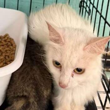 Aurora -  Domestic Medium Hair Cat Available for Adoption in Gadsden, Alabama - Aurora | PetCurious