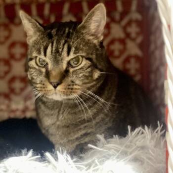 Rescue Domestic Short Hair Cats for Adoption in Hopkinton, Massachusetts - Ozzie | PetCurious